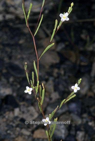 gayophytum diffusum ssp parviflorum 2 graphic